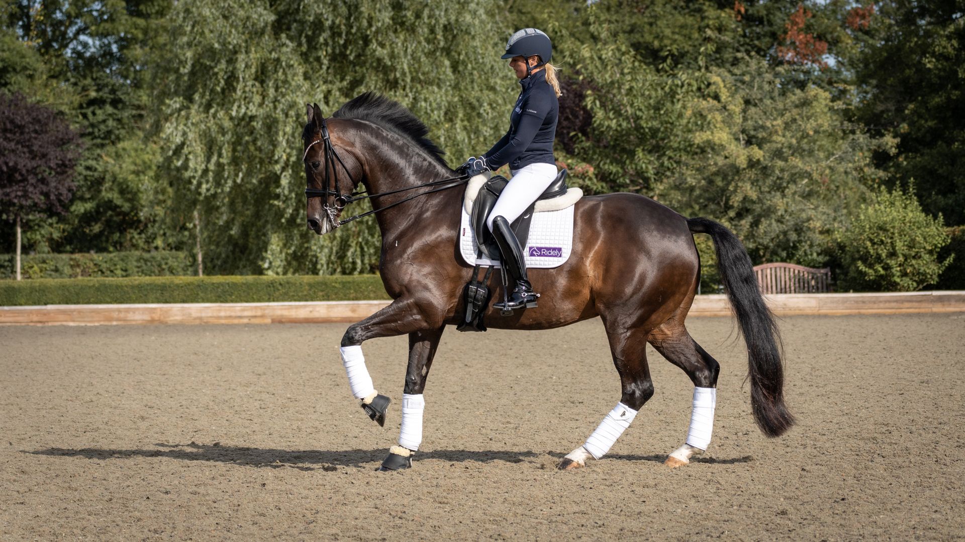 Dressage Horse Cantering