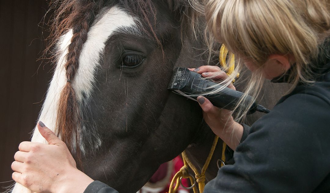 The Ultimate Guide to Body Clipping Your Horse - Ridely