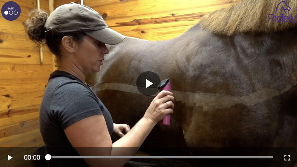 The Ultimate Guide to Body Clipping Your Horse - Ridely