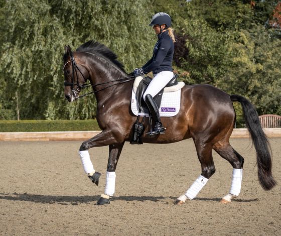 Dressage Horse Cantering