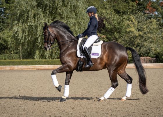 Dressage Horse Cantering